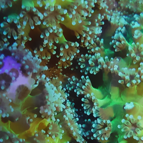 Small Polyp Stony Corals (SPS)