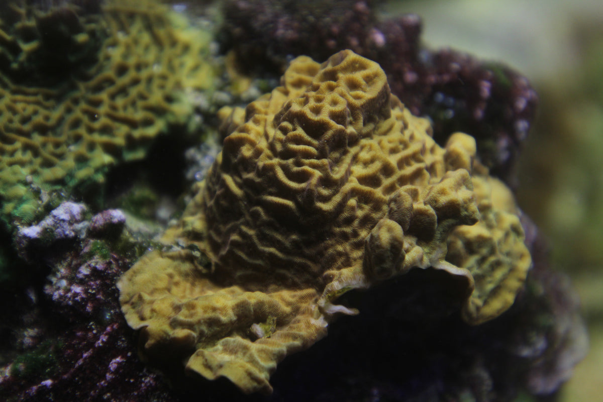 CC Tangerine Juice Leptoseris CapitalCoral