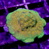 Assorted SPS (Non-Acropora) 12 pack