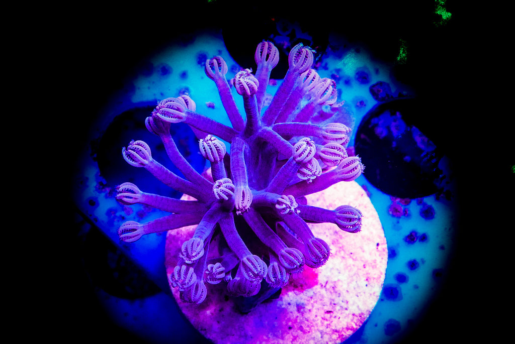 Purple Cespitularia