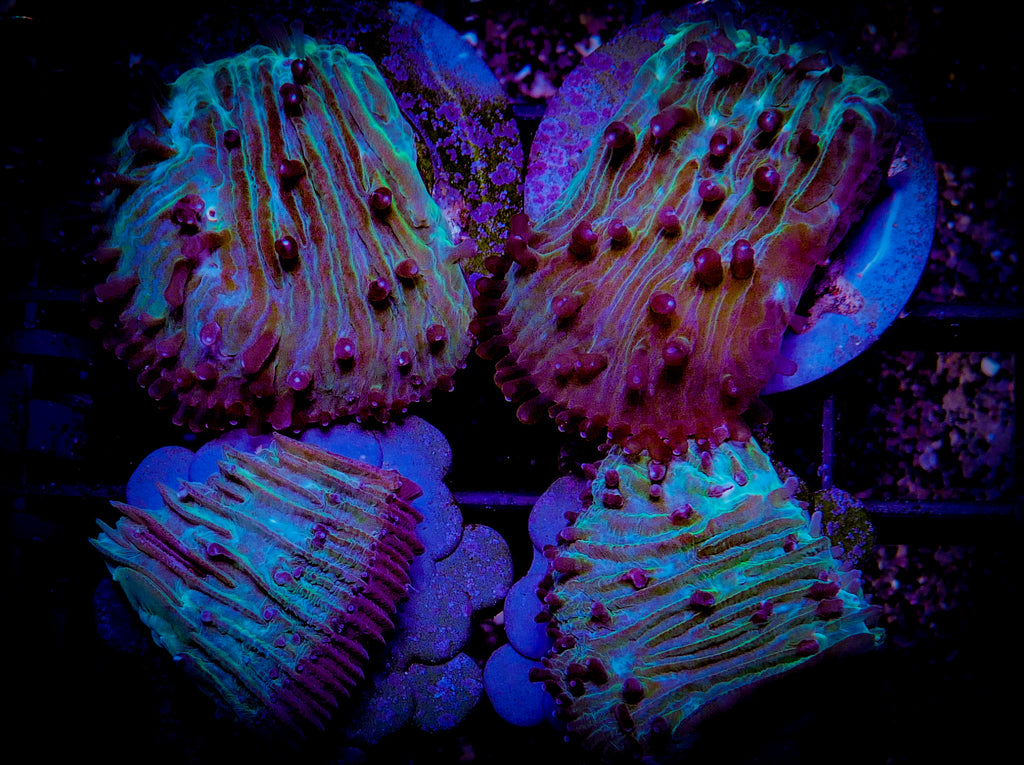 Herpolitha Tongue Coral
