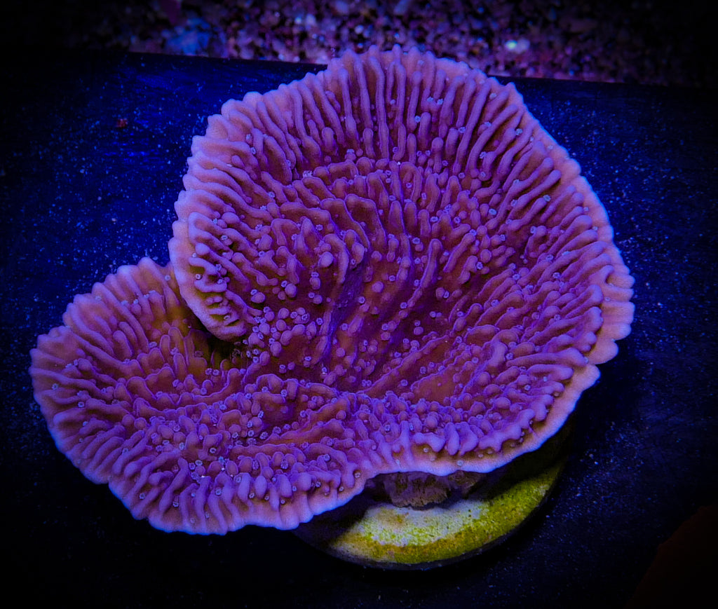Purple Plating Montipora