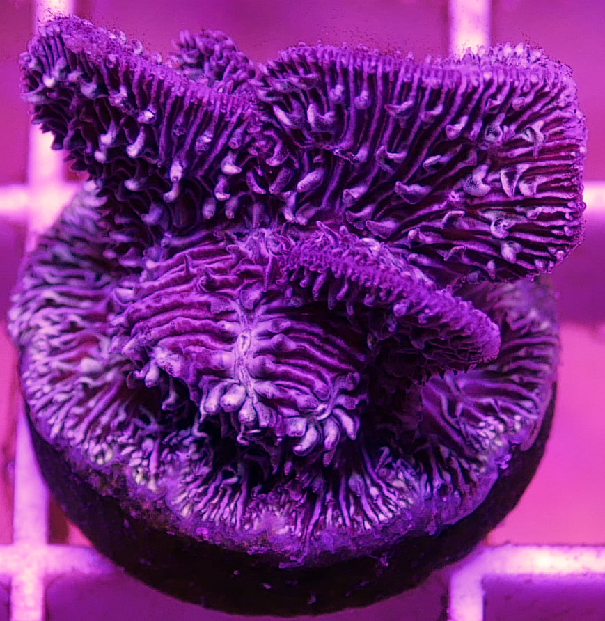 Purple Pavona