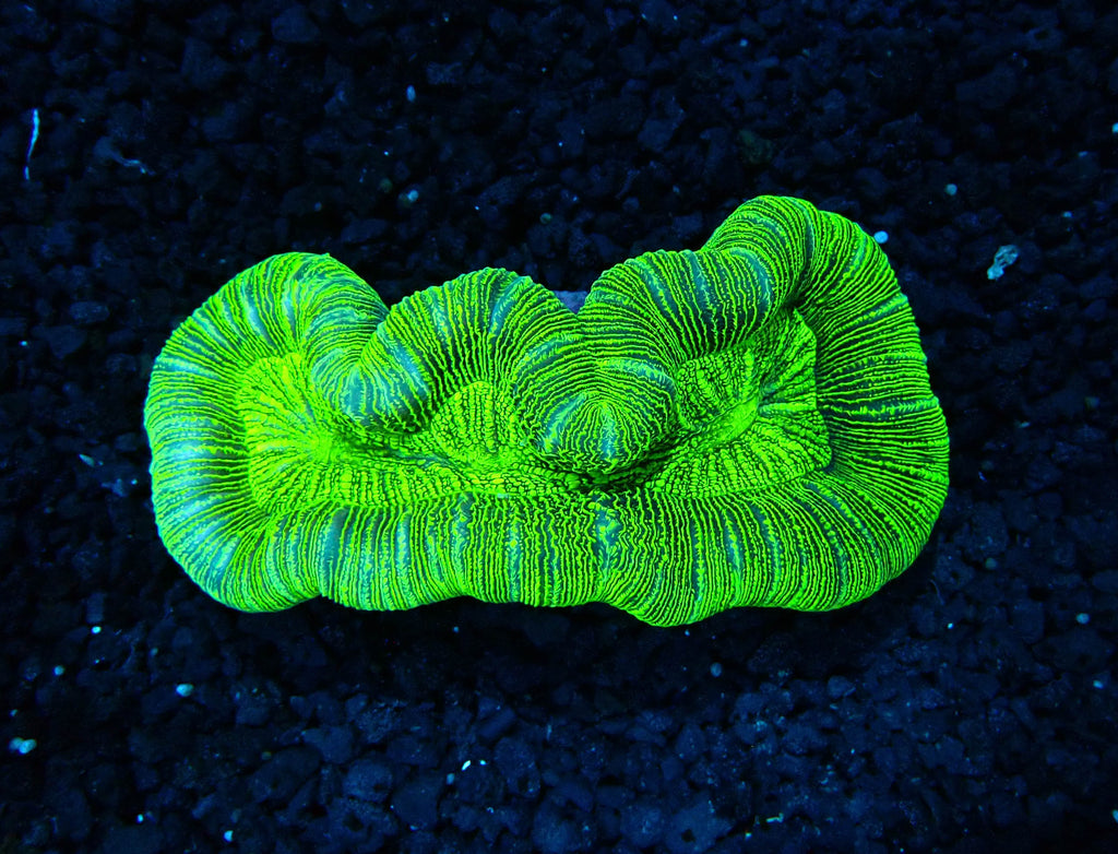 Trachyphyllia Geoffroyi