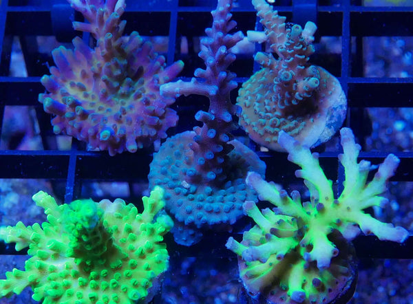 SPS 15 Pack- Large Corals