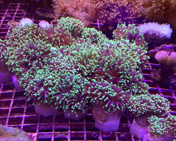 Green Torch