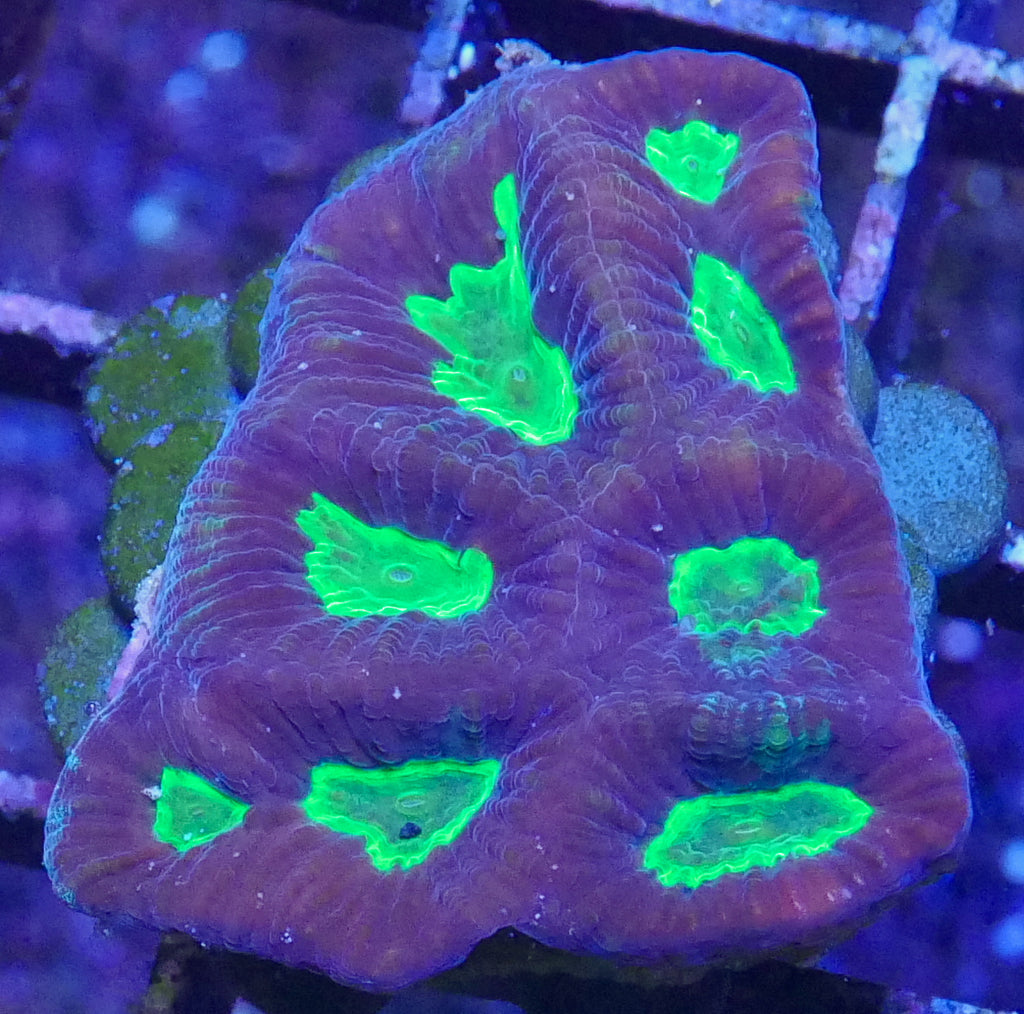 Prism Favia