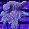 Assorted SPS (Non-Acropora) 12 pack